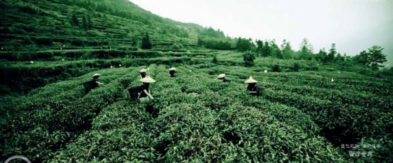 茶園宣傳片，廣告宣傳片